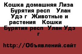Кошка домашняя Лиза - Бурятия респ., Улан-Удэ г. Животные и растения » Кошки   . Бурятия респ.,Улан-Удэ г.